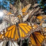 mariposas monarcas en mexico