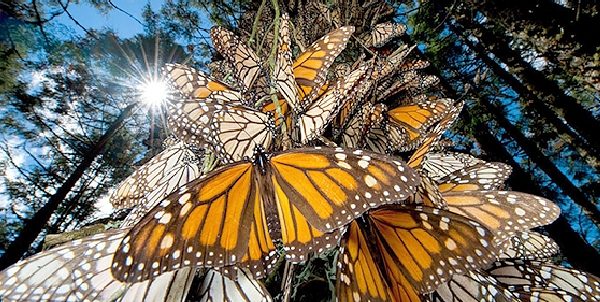 mariposas monarcas en mexico